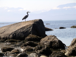 Heron_on_the_rocks_sooke_vancouver_