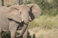 800pxelephant_masai_marawhit_welles