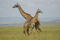800pxgiraffes_in_masai_marapaul_man