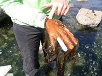 Seethrough_seaweedellen_perlman