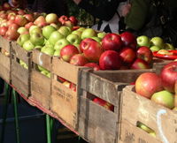 Apples3, farmers market, DC-Ellen Perlman