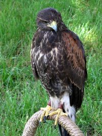 Thunder, a Harris' hawk-Ellen Perlman
