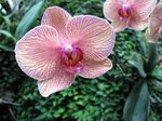 Orchid, Opryland-Ellen Perlman