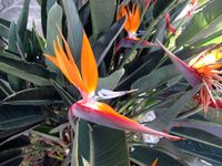 0014-Birds of paradise, Guadalajara-Ellen Perlman