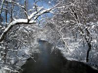 Rock Creek trees-Ellen Perlman Rock Creek trees-Ellen Perlman