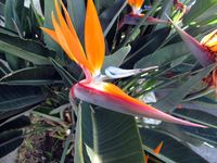 IMG_0013-Bird of paradise, Guadalajara-Ellen Perlman