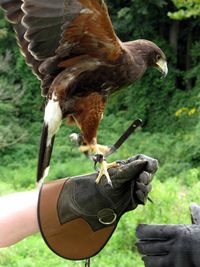 Bird in hand, falconry, Hershey, boldlygosolo