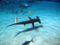 Sharks, Georgia aquarium, boldlygosolo