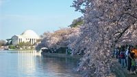 Cherry blossoms at Tidal Basin, solo travel, washington, dc