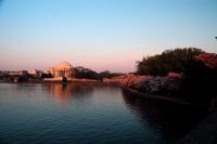 Cherry blossoms at jefferson memorial, solo travel