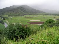 Taro fields, Kauai, Hawaii, boldlygosolo