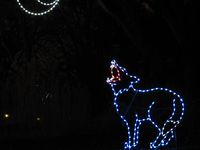 Howling at the moon, zoo lights, DC, boldlygosolo