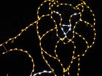 Lion in winter, zoo lights, National Zoo, DC, boldlygosolo