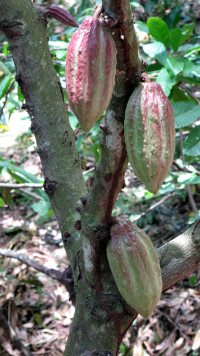 IMG_0848-cocoa pods on trees